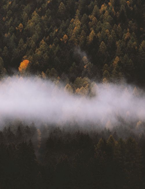 This image shows a forest with dense trees, featuring a few yellow-colored trees. A thick strip of fog or mist runs horizontally across the scene.