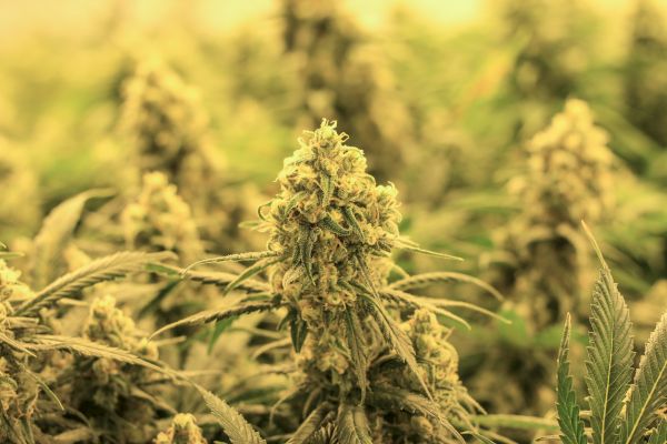 The image shows a close-up of a cannabis plant in full bloom, with dense buds and surrounding leaves, set in a warm-toned environment.